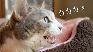 カカカカ狩りモードの猫達（猫のクラッキング） | #モアクリ Vlog044
