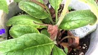 Comfrey or Russian Comfrey (symphytum x uplandicum) medicinal plant use for broken bones & burns etc