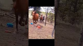 Bear Attack on Horses! 😱🐻🐴#wildboar #hunting #bear #hunting