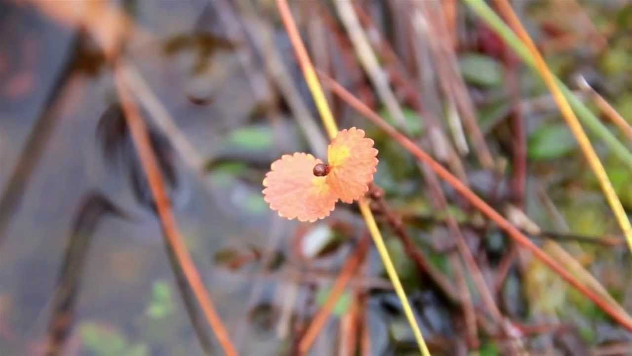 740 Orange leaf growing in the bog swamp marsh land