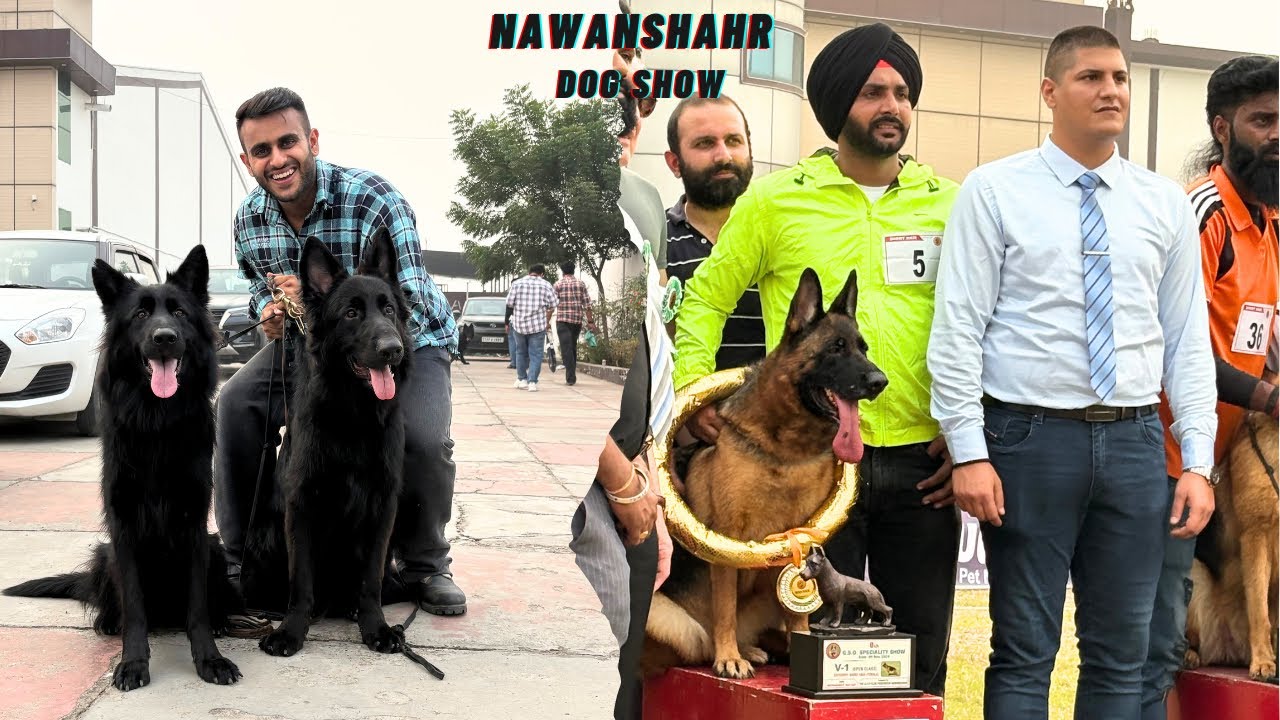 German Shepherd Speciality Dog show in Nawanshahr Punjab 2024😱