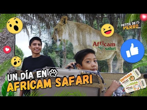 Un día de visita en Africam Safari, Puebla, Mexico. niños con hambre
