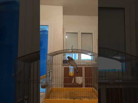 مقنين رب بارك كاج كاج باك نوار شرمار ماشاء الله رقم 0552215506 