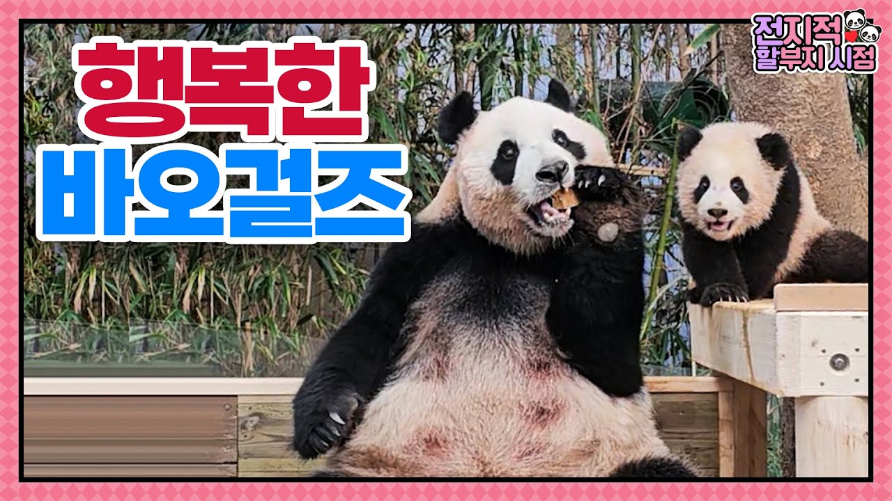 (SUB) Успешный дебют маленьких панд🐼│Panda World
