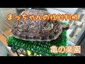 亀の楽園 岡山 まっちゃんの性別判明