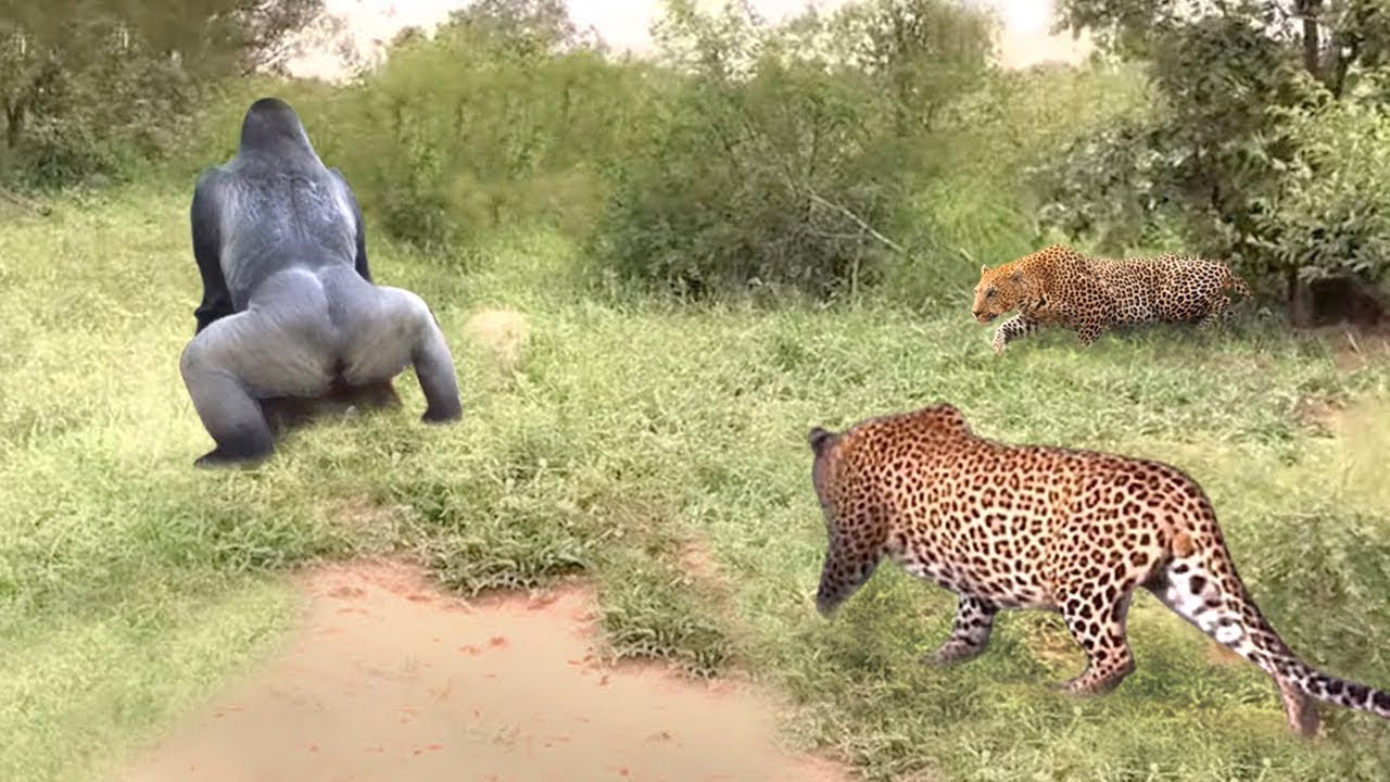 Pitiful!Mother Baboon Can't Protect Her Baby, Watching Leopard Blatantly Snatch Baby In Front Of Her