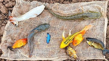 Kem Chanel ra đồng kéo vó được cá chép khổng lồ, quả trứng màu sắc, cá vàng, cá beta, cá trê, rắn