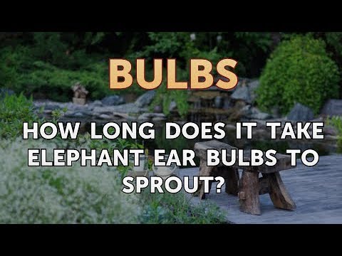 How Long Does It Take Elephant Ear Bulbs To Sprout