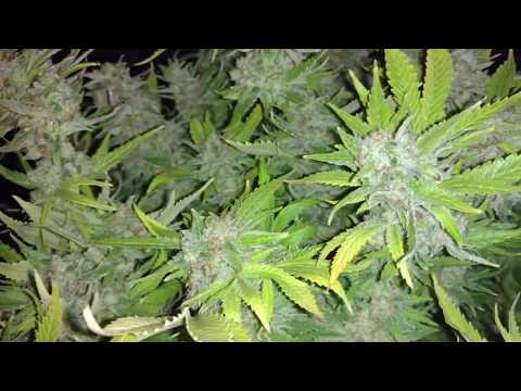 Grow Journal 47 Tutankhamon Harvest Day 69 5 2018 You Grow Journal 47 Tutankhamon Harvest Day 69 5 2018
