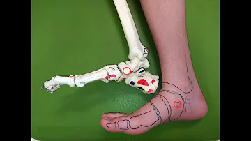 Quelles sont les os du pied ?