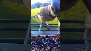 Blue jay #birdfeeder #florida