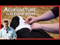 Acupuncture et mdecines alternatives avec jennifer herpin