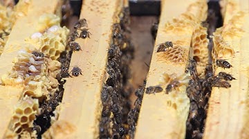 Beginner Beekeeping: Dave