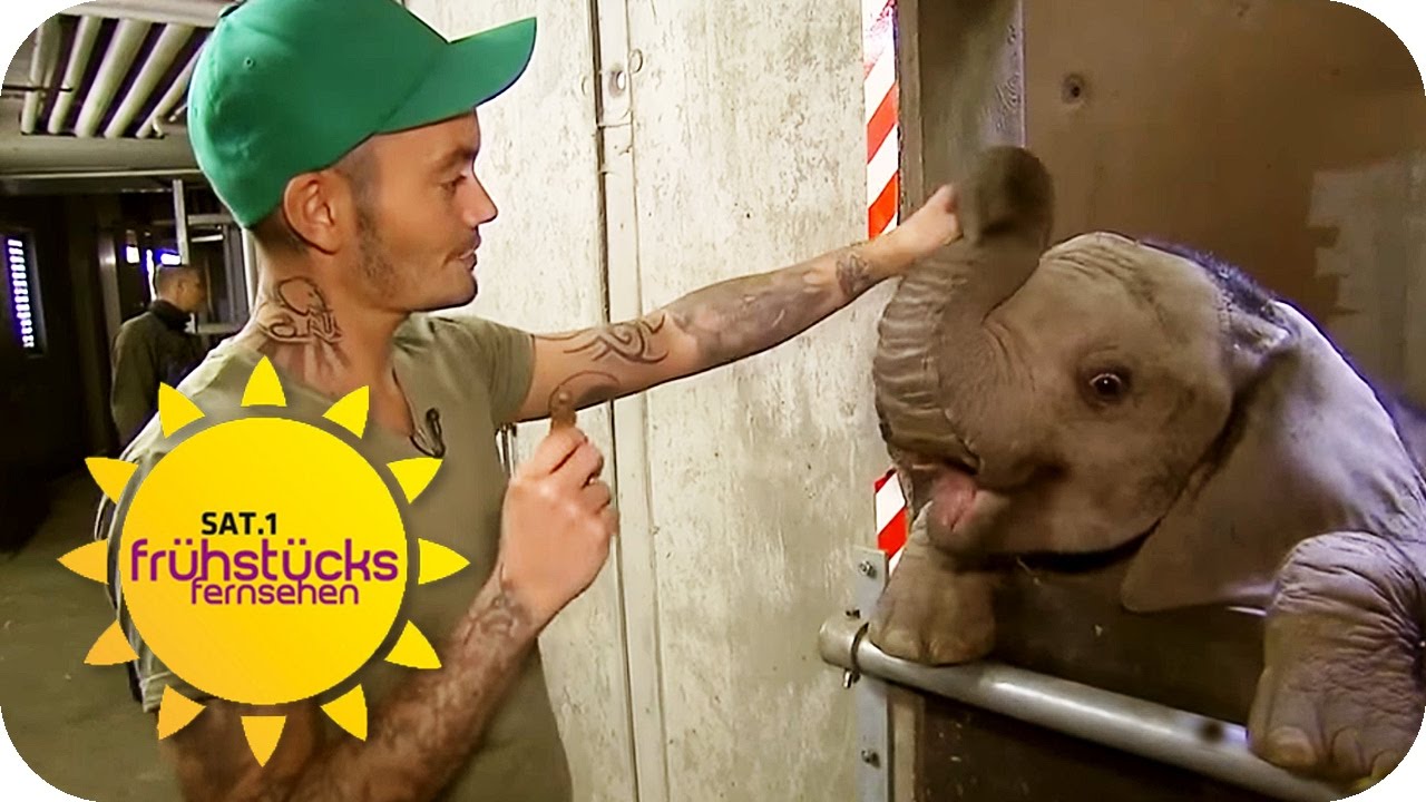 TIERISCH tätowiert | SAT.1 Frühstücksfernsehen | TV