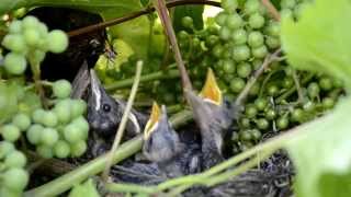 Mother bird feeding baby birds