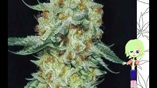 Member Berry   Ethos Genetics