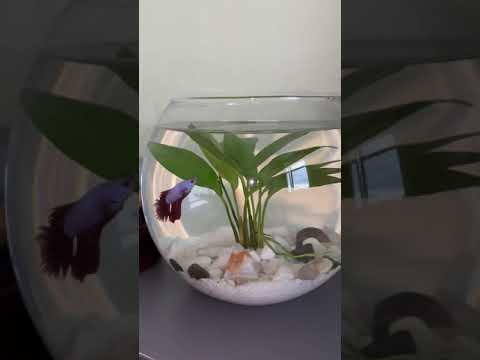 Betta fish tank. Маленький аквариум без фильтра для рыбки-петушка