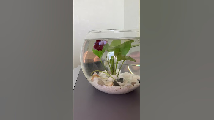 Betta fish tank. Маленький аквариум без фильтра для рыбки-петушка