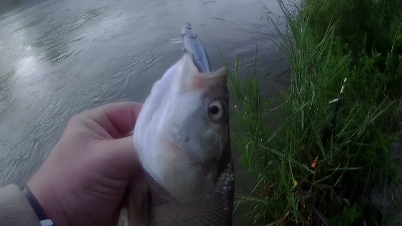 Bucov na Aspex vobler, kopija Salmo Thrill-a 🎣