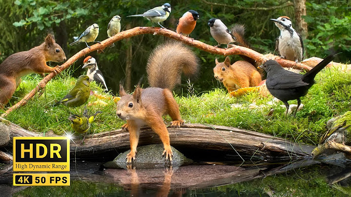 Squirrel and Bird Watching: 10 hours Nature Fun for Cats & Dogs & Humans Alike  (4K HDR)