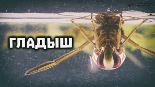 Гладыш. Водяная пчела (водяная оса) среди клопов в природе и аквариуме // Clever Cricket