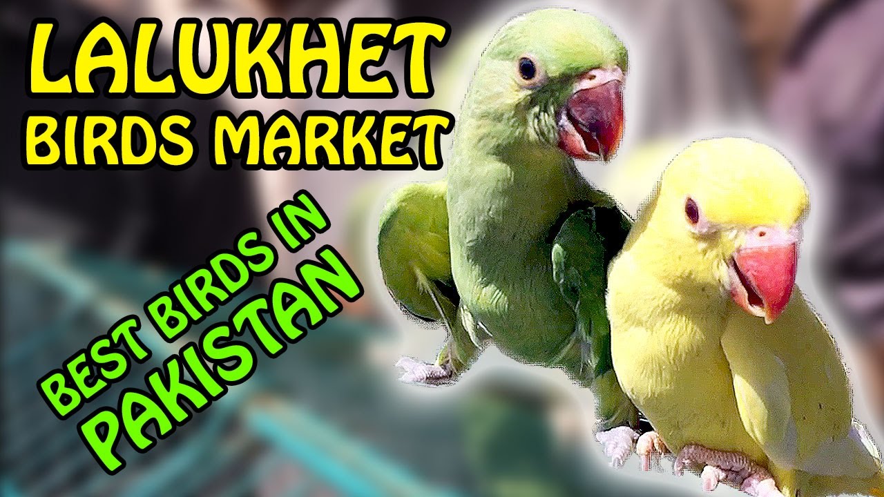 Karachi Birds Market Lalukhet Birds Best Birds in Pakistan Video