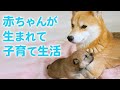 柴犬がお母さんになった…！ 初めて経験する子育てが始まりました♡