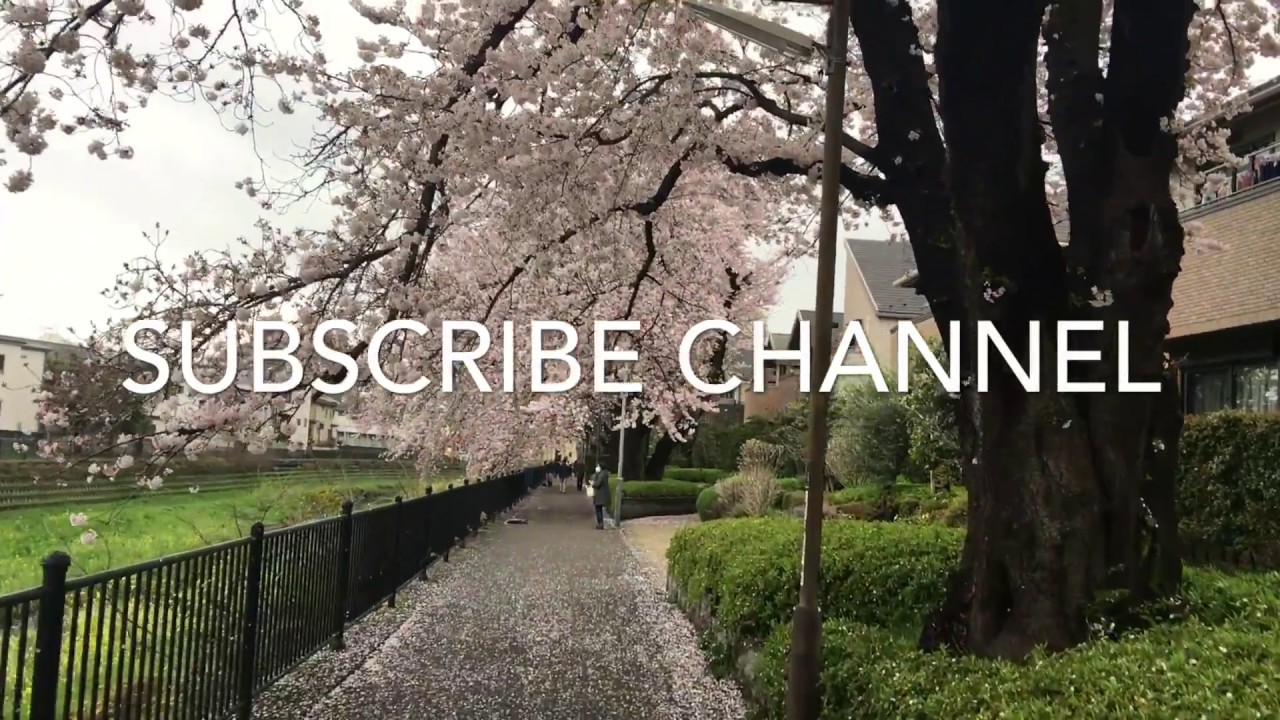 Spring In Japan. Best Season In The World. Cherry Blossoms. Japan Village Life || Trip to Japan