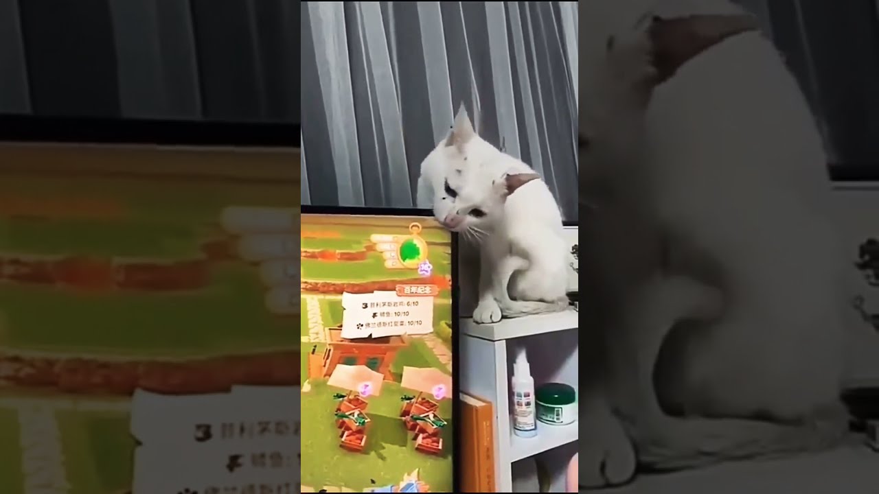cute cat break screen 😹 ️ shorts cat tiktok tv screen YouTube