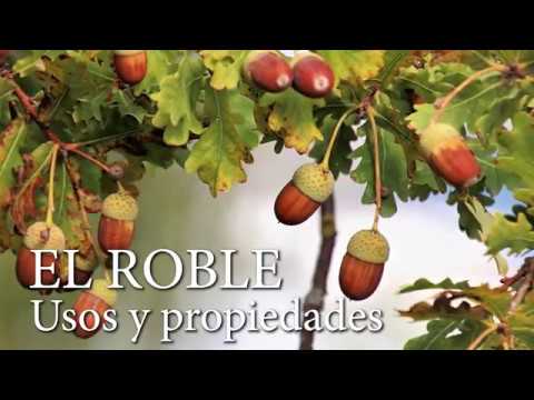 Video: ¿Es comestible el musgo de roble?