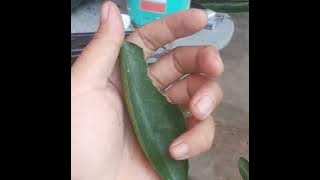 Ciri dari Tanaman Jeruk Primong buah manis primadona