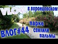 В Воронцовском парке срубили пальмы Влог #игнатсолошенко 44