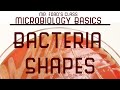 Microbiology Basics: Shapes of Bacteria