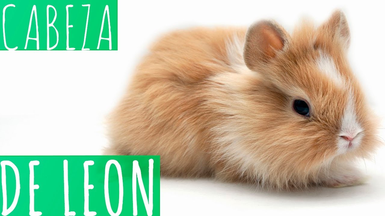 CONEJO CABEZA DE LEÓN