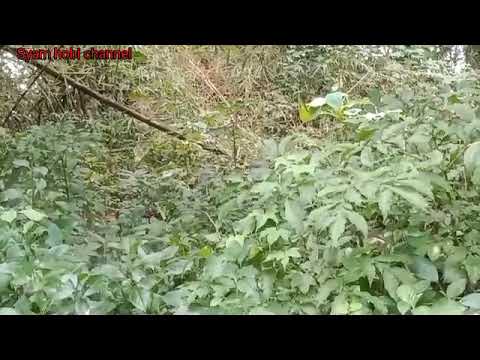 Burung pelanduk semak sulawesi gacor di alam cocok buat pikat asli...!!!