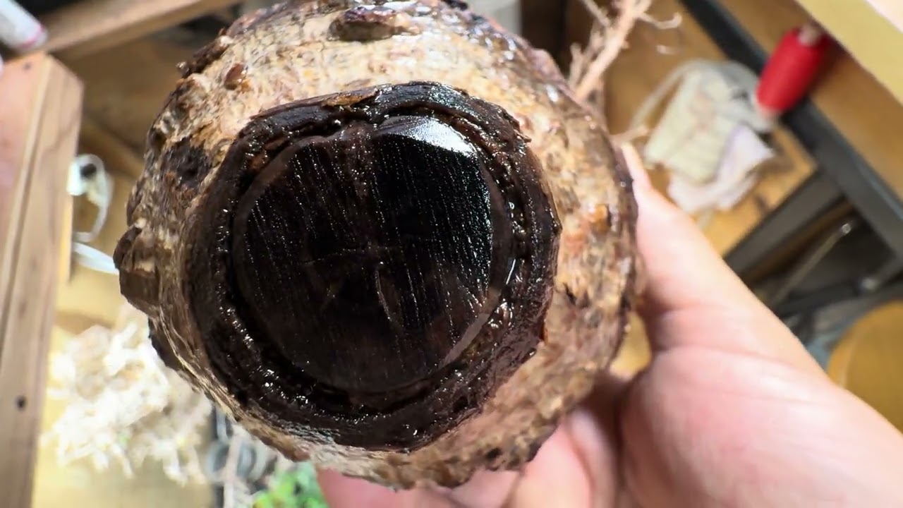 パキプス発根管理3/5朝　コミフォラもお高いですね