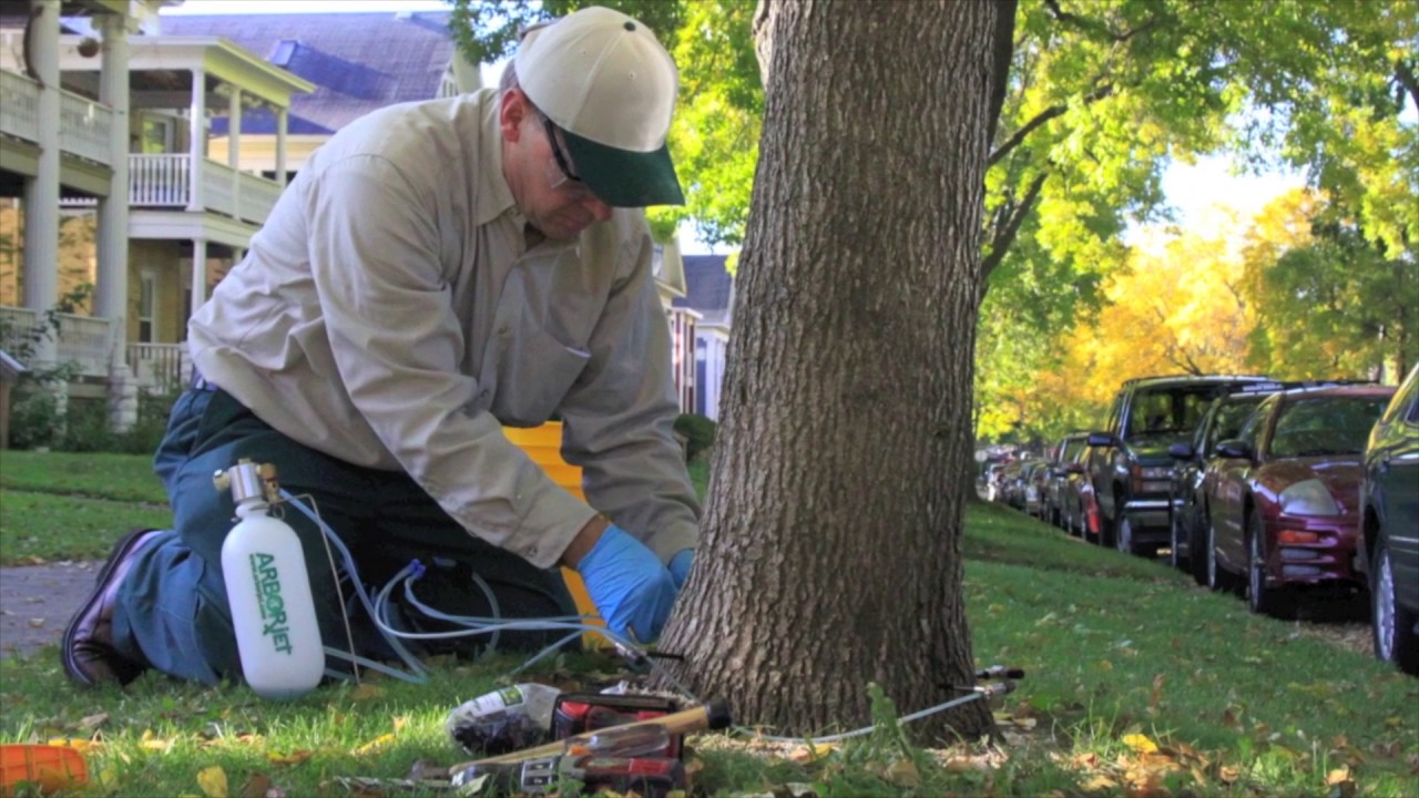 Save Your Ash Trees YouTube