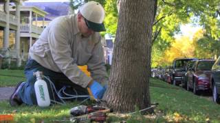 Save Your Ash Trees