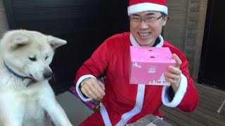 犬用クリスマスケーキを３人で食べました！