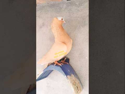 Fancy pigeon #fancy #kabootar #pigeon #kabutr