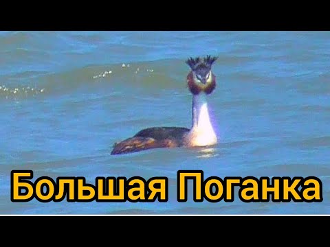 Большая Поганка(Podiceps cristatus)