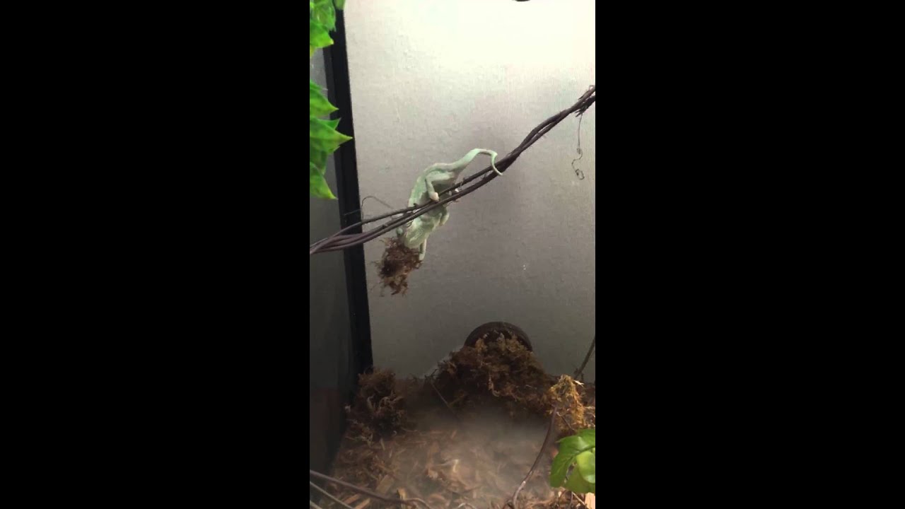Chameleon fail