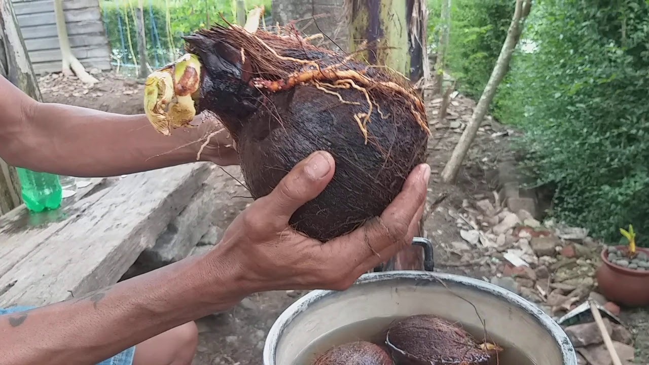 Bahan bonsai kelapa dalam proses perendaman di dalam air agar tumbuh
