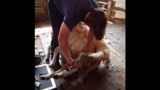 Blade shearing