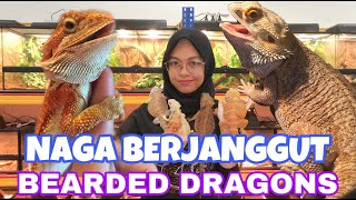 BEARDED DRAGON 101 | PENJAGAAN BEARDED DRAGON (ENGLISH SUB ) screenshot 4