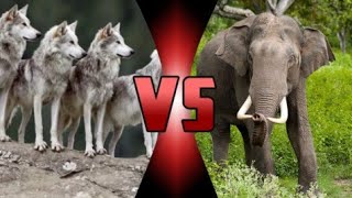 Gray Wolf Pack vs Asian Elephant | SPORE