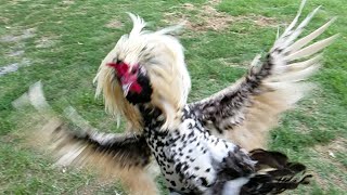 Rooster Attack in Super Slow Motion. screenshot 3