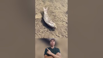 Thả con cá khô xuống nước và cái kết#thế giới động vật#shorts