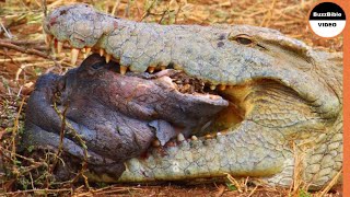 Crocodile Ruthlessly Eats a Hippo !!