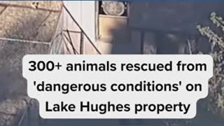 300+ animals rescued from 'dangerous conditions' on Lake Hughes property